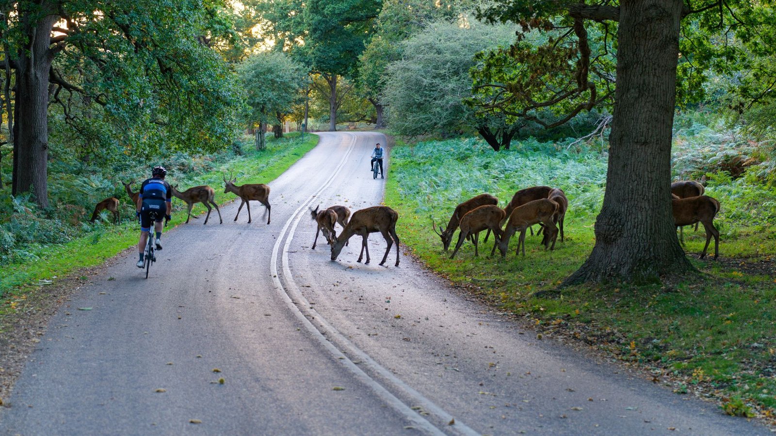 Guests riding bikes along a quiet English parkland road with deer grazing beside it